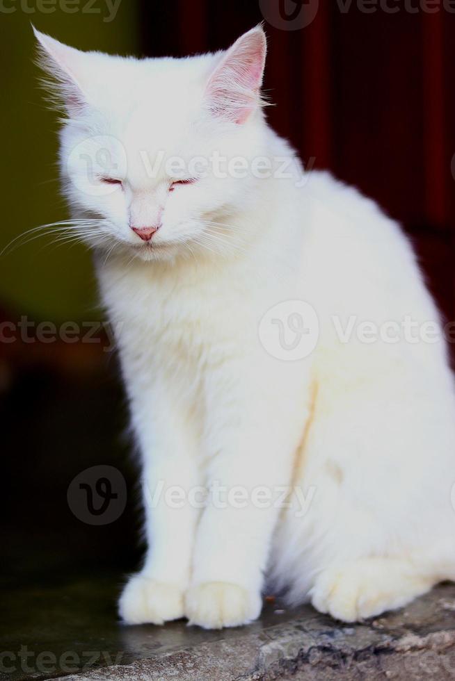 mammiferi, persiano gatti con soffice bianca pelliccia e morbido, carino e carino animali domestici foto