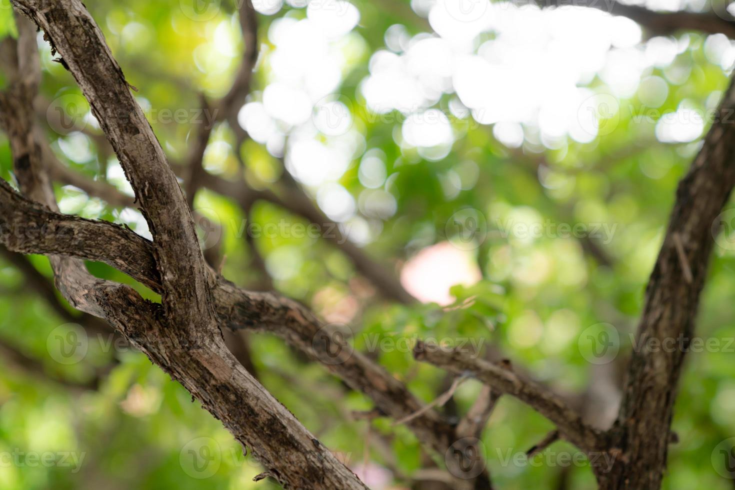 sfondo astratto bokeh verde naturale, strutturato sfocato foto