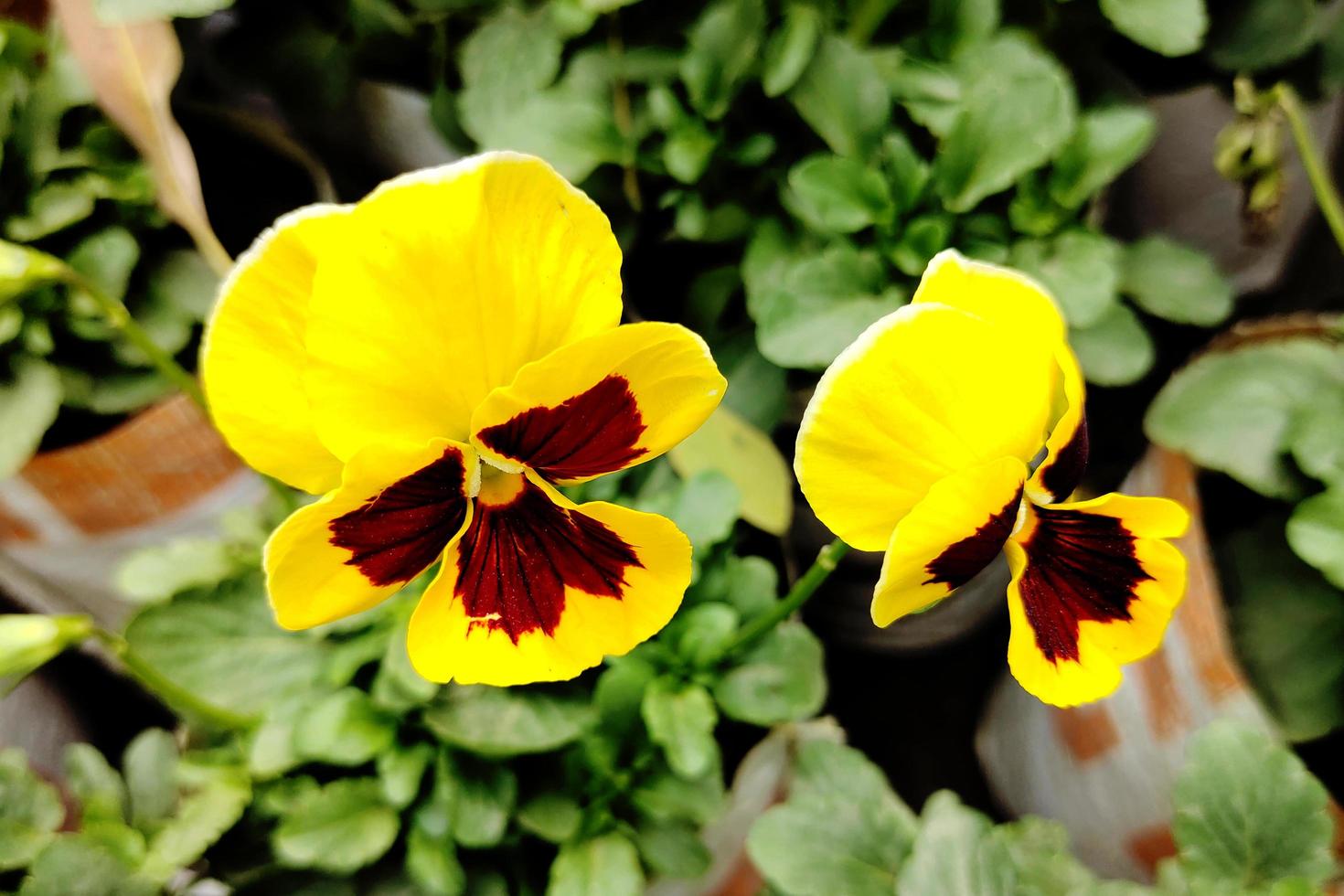 viola del pensiero bellissimo giardino fiore foto