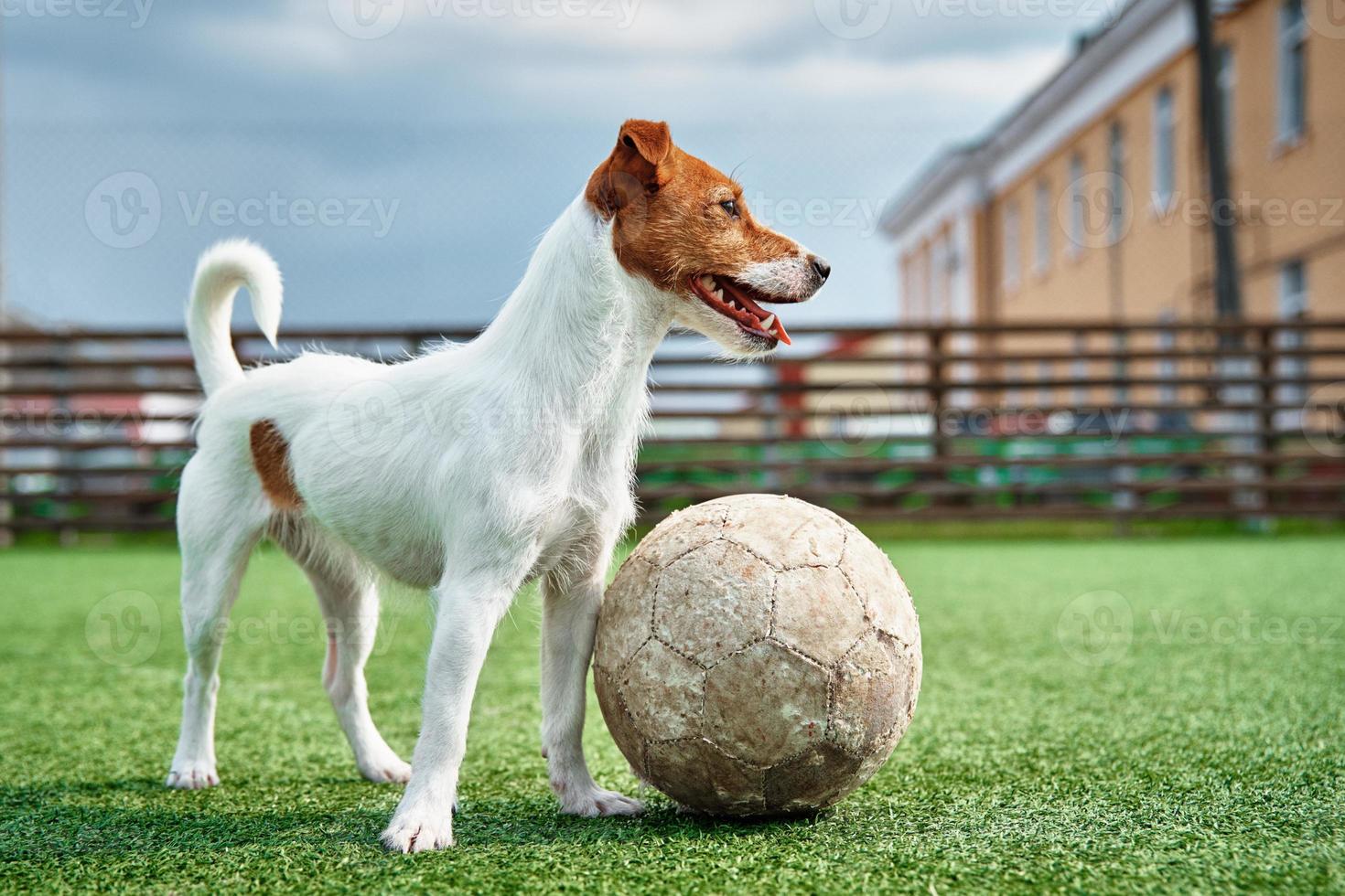 cane giocare calcio su il campo foto