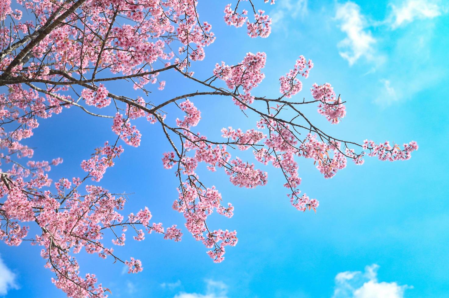 selvaggio himalayano ciliegia fiorire bellissimo rosa ciliegia fioritura fiore rami su natura all'aperto. rosa sakura fiori di Tailandia, sognante romantico Immagine molla, paesaggio foto