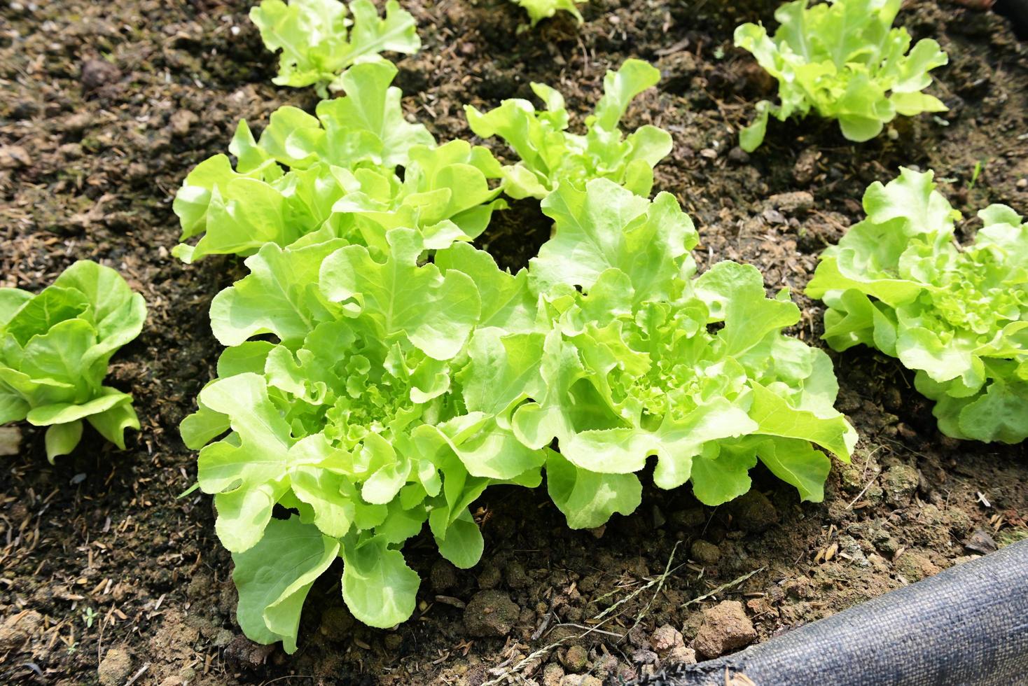 verdura azienda agricola suolo verdura giardino, biologico verde cos lattuga verdura giardinaggio con verde foglia fresco verdura lattuga piantare , nel il serra giardino eco amichevole giardinaggio natura foto