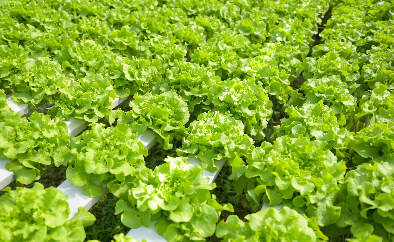 idroponica verdure a partire dal idroponica aziende agricole fresco verde quercia lattuga in crescita nel il giardino, idroponica impianti su acqua senza suolo agricoltura biologico Salute cibo natura foglia Ritaglia bio foto