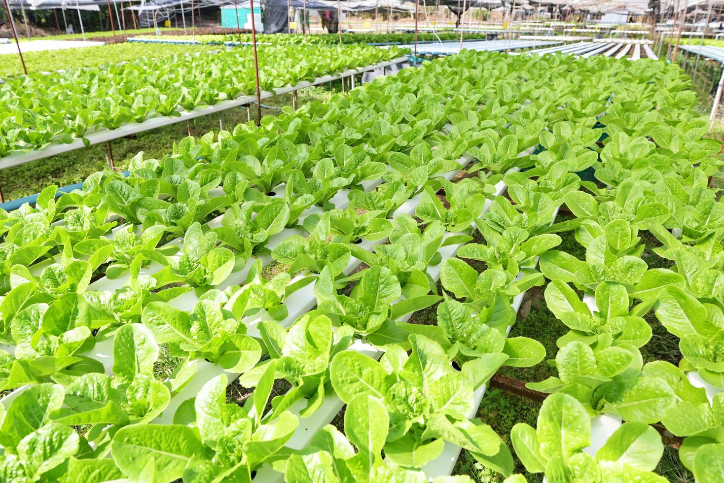 idroponica verdure a partire dal idroponica aziende agricole fresco verde cos lattuga in crescita nel il giardino, idroponica impianti su acqua senza suolo agricoltura biologico Salute cibo natura, clorofilla foglia Ritaglia bio foto