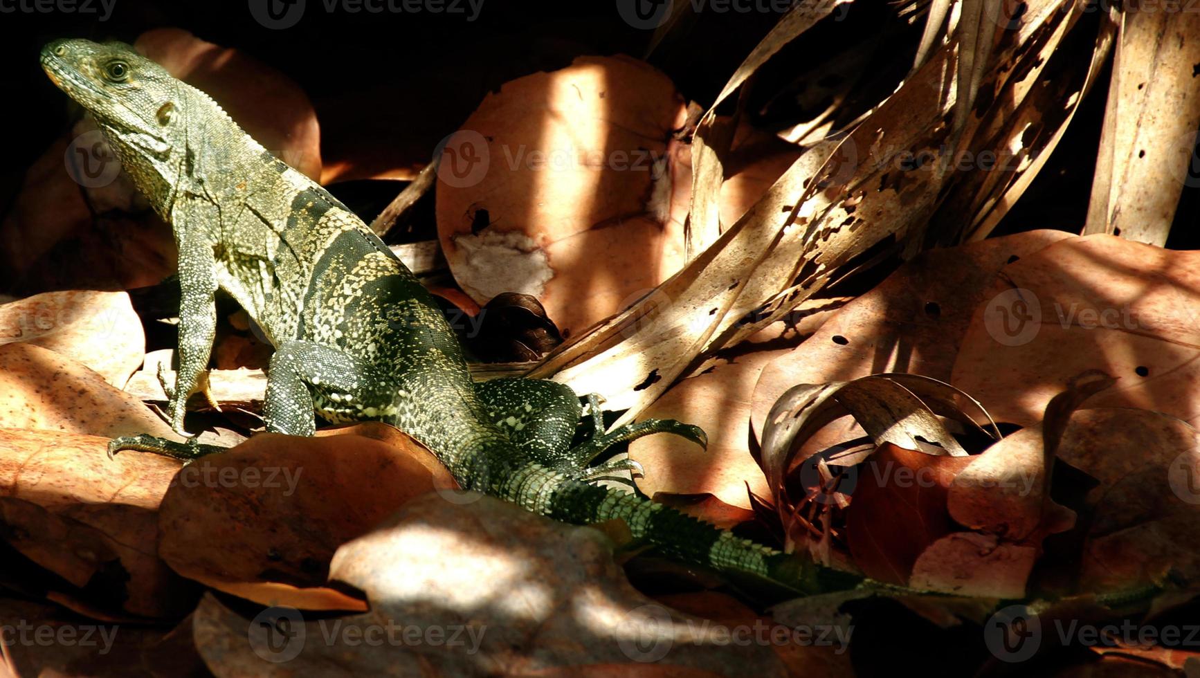 iguane siamo un' genere di lucertole quello vivere nel il tropici di centrale America, Sud America e il caraibico isole. queste lucertole erano primo descritto di un austriaco zoologo ,macro carta da parati, iguana foto