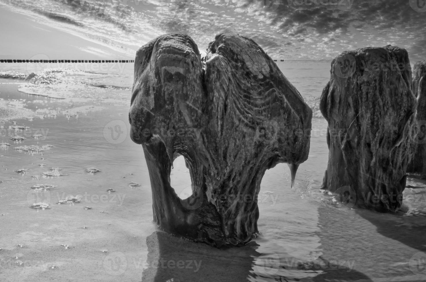 singolo frangiflutti con buco nel tronco prese su il spiaggia di il baltico mare nel nero e bianca foto