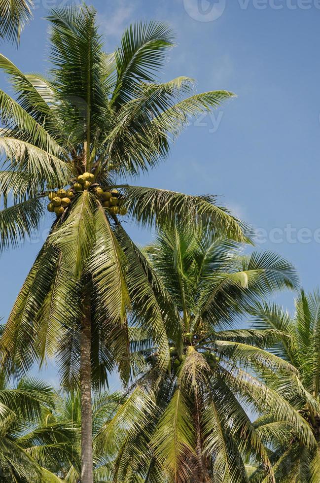 Noce di cocco alberi e blu cielo di estate foto