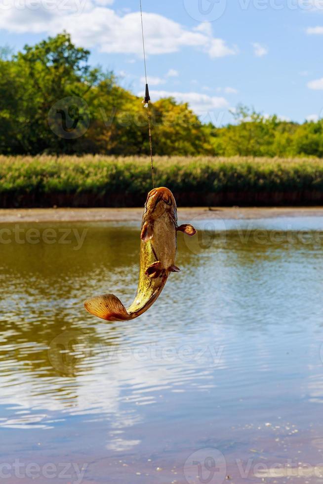 appena catturato pesce gatto attraente pesce foto