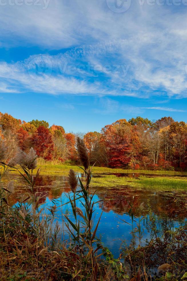 il luminosa colori di autunno nel il parco di il lago. foto