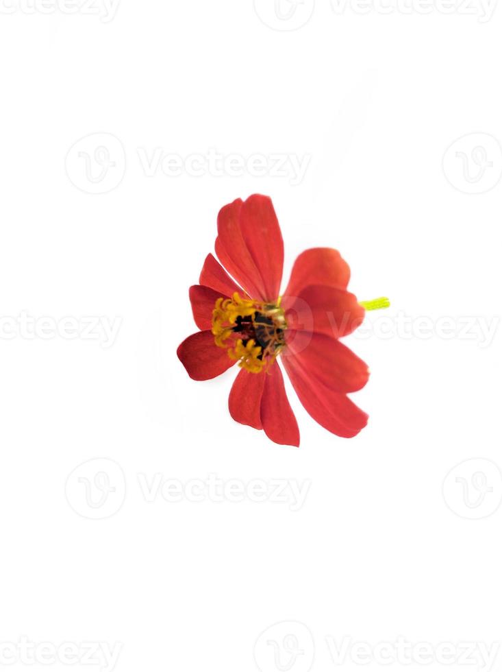 fiore zinnia rosso isolato su nero sfondo foto