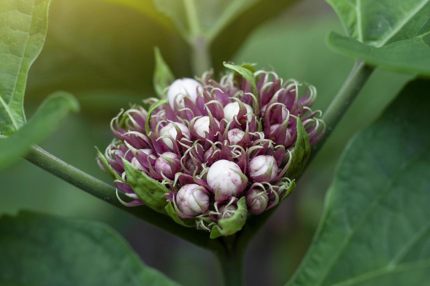 gloria pergolato, rosa clerodendro, birmania cono o signora nugent rosa germoglio nel il giardino è erba di tailandese. proprietà di le foglie per trattare di dermatite e radice per Aiuto diuretico. foto