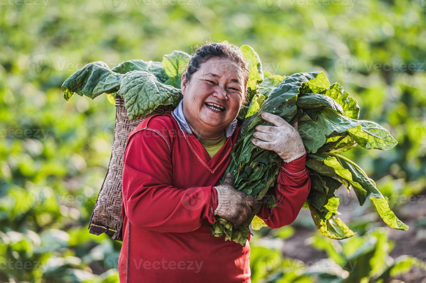 femmina contadino Lavorando agricoltura nel tabacco i campi foto