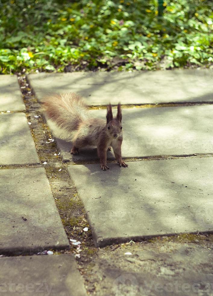 vicino su selvaggio scoiattolo in piedi su mattone finitrice passerella nel parco concetto foto