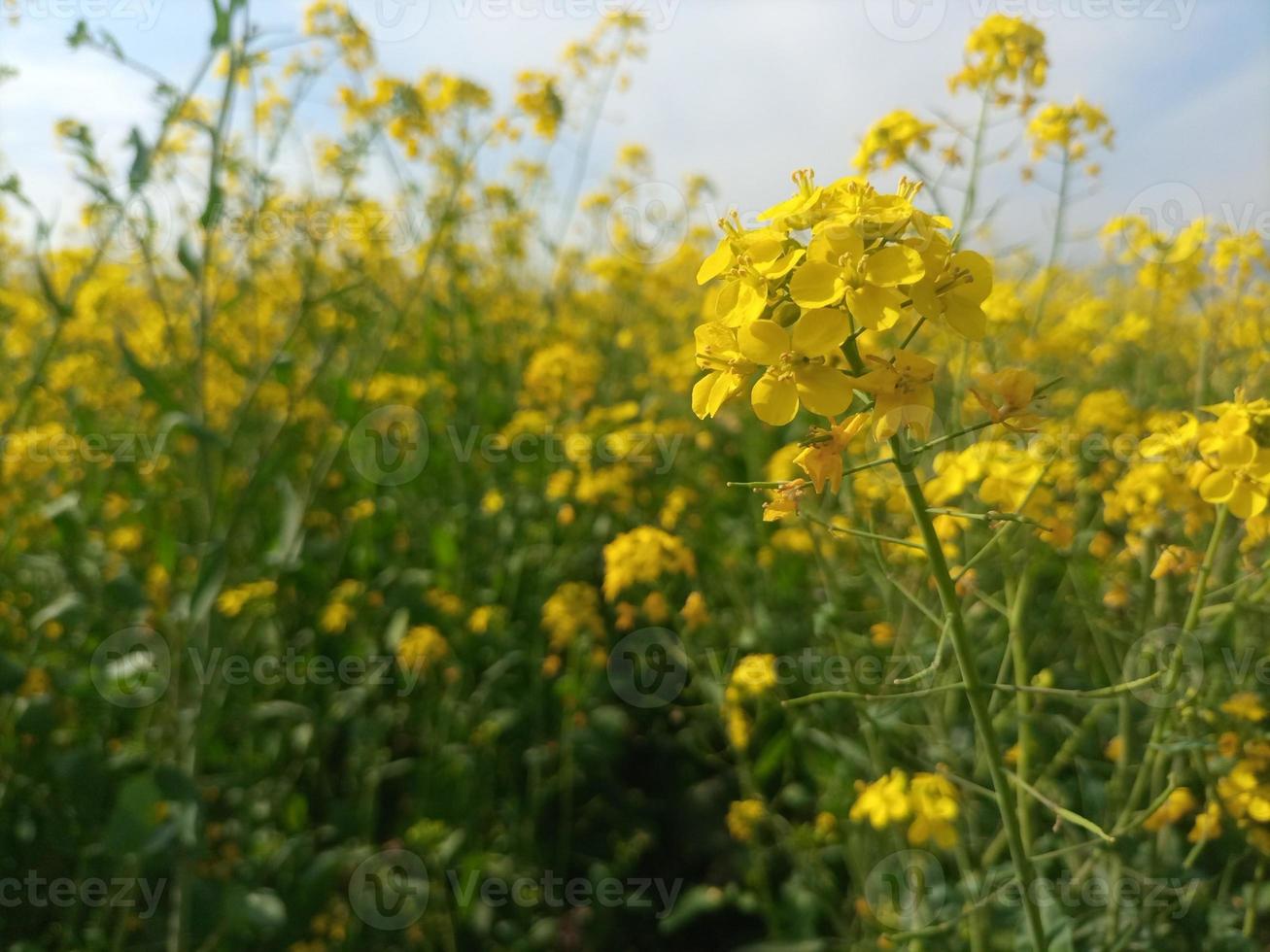 giallo fiori agricoltura paesaggio naturel impianti foto