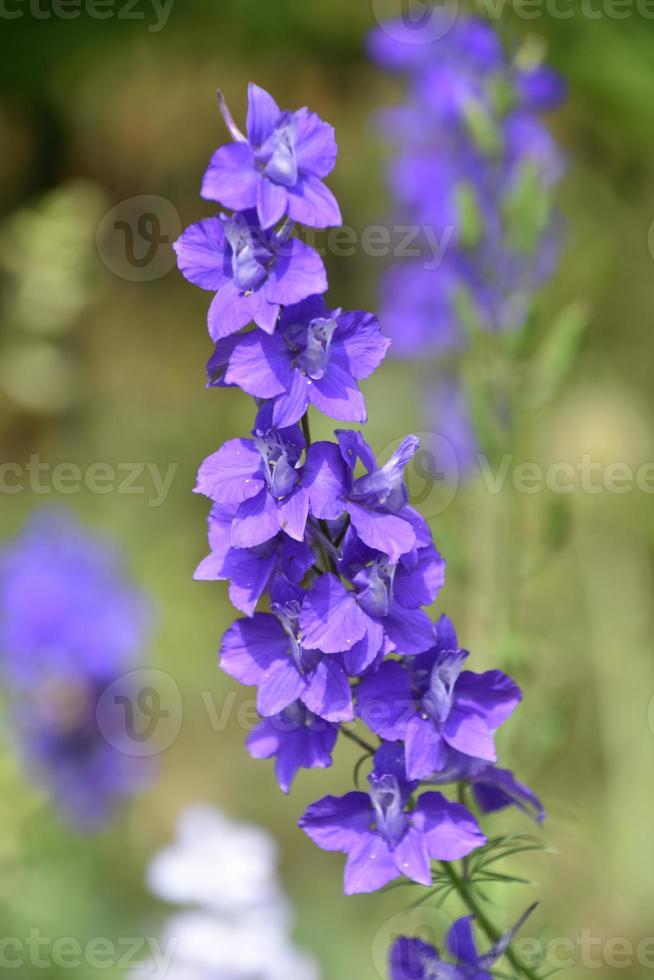 bellissima fioritura viola delfinio fiori nel un' giardino foto