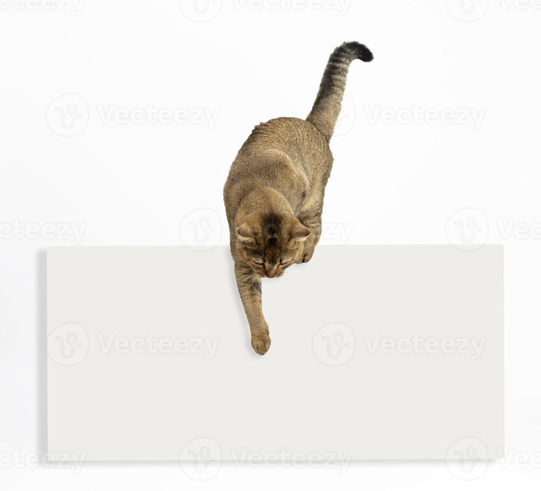 un adulto grigio gatto Scozzese dritto cincilla al di sopra di un' vuoto bianca anno Domini punti con suo zampa giù foto