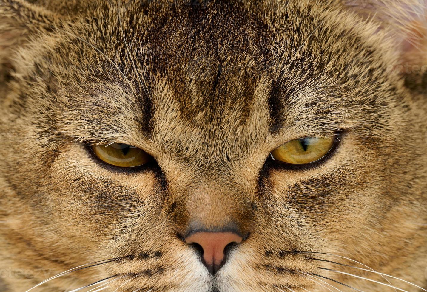 ritratto di un adulto dalle orecchie dritte Scozzese grigio gatto foto