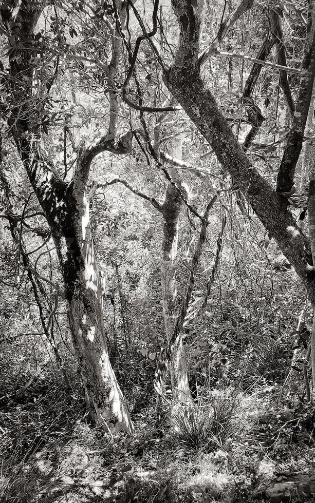 natura e foresta in africa. parco nazionale di Table Mountain. foto