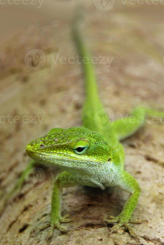 iguane siamo un' genere di lucertole quello vivere nel il tropici di centrale America, Sud America e il caraibico isole. queste lucertole erano primo descritto di un austriaco zoologo ,macro carta da parati, iguana foto