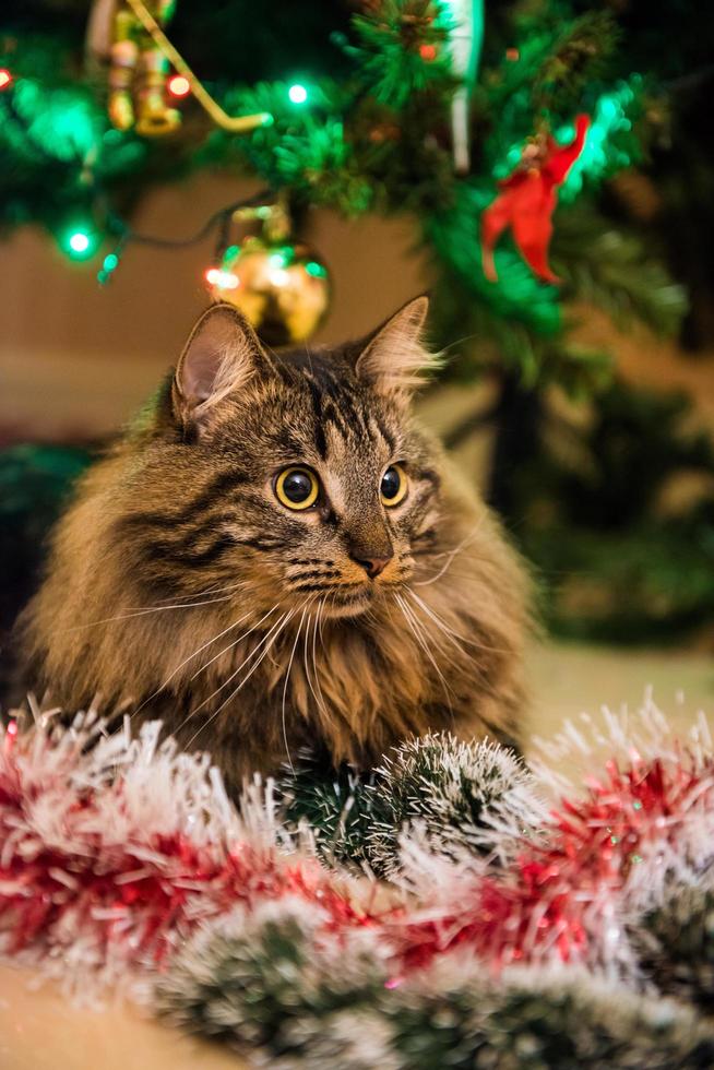 ritratto di gatto norvegese con ghirlande sotto l'albero di natale foto
