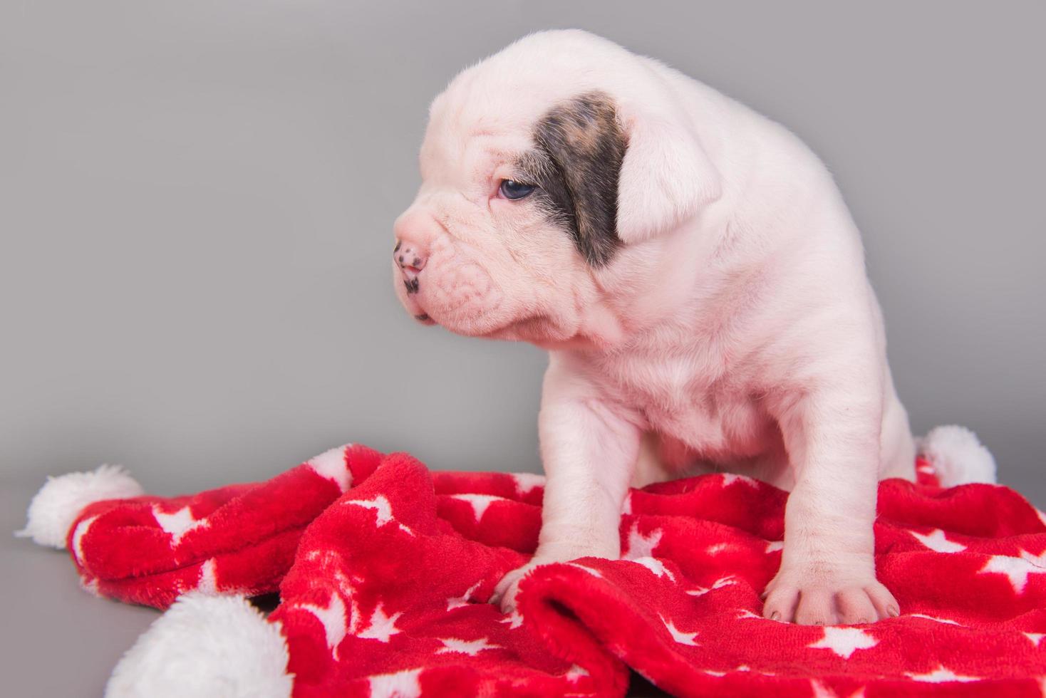 ritratto del cucciolo di bulldog americano sul manto rosso foto