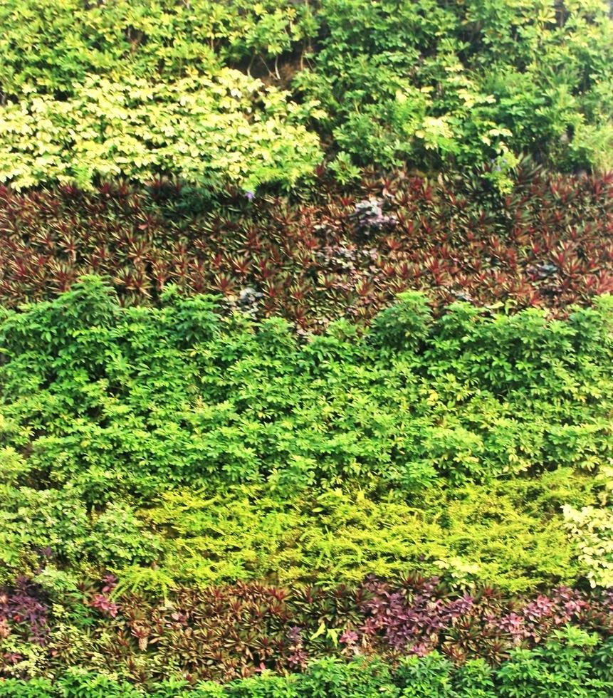 muro giardino verticale foto