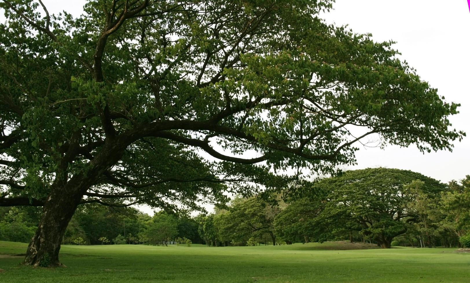 alberi e prato foto