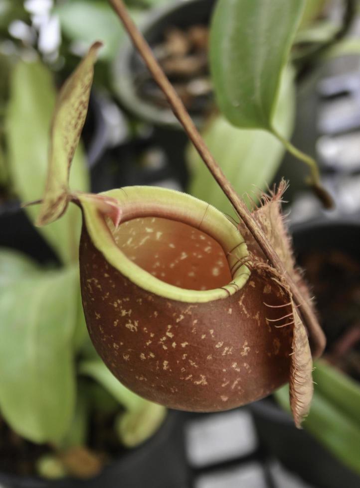 primo piano di nepenthes foto