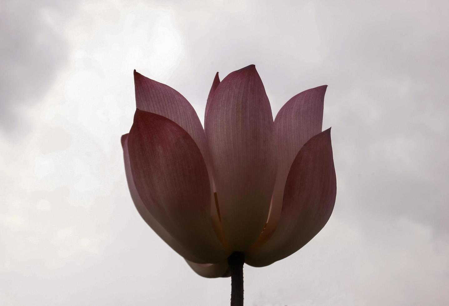 fiore di loto contro il cielo foto