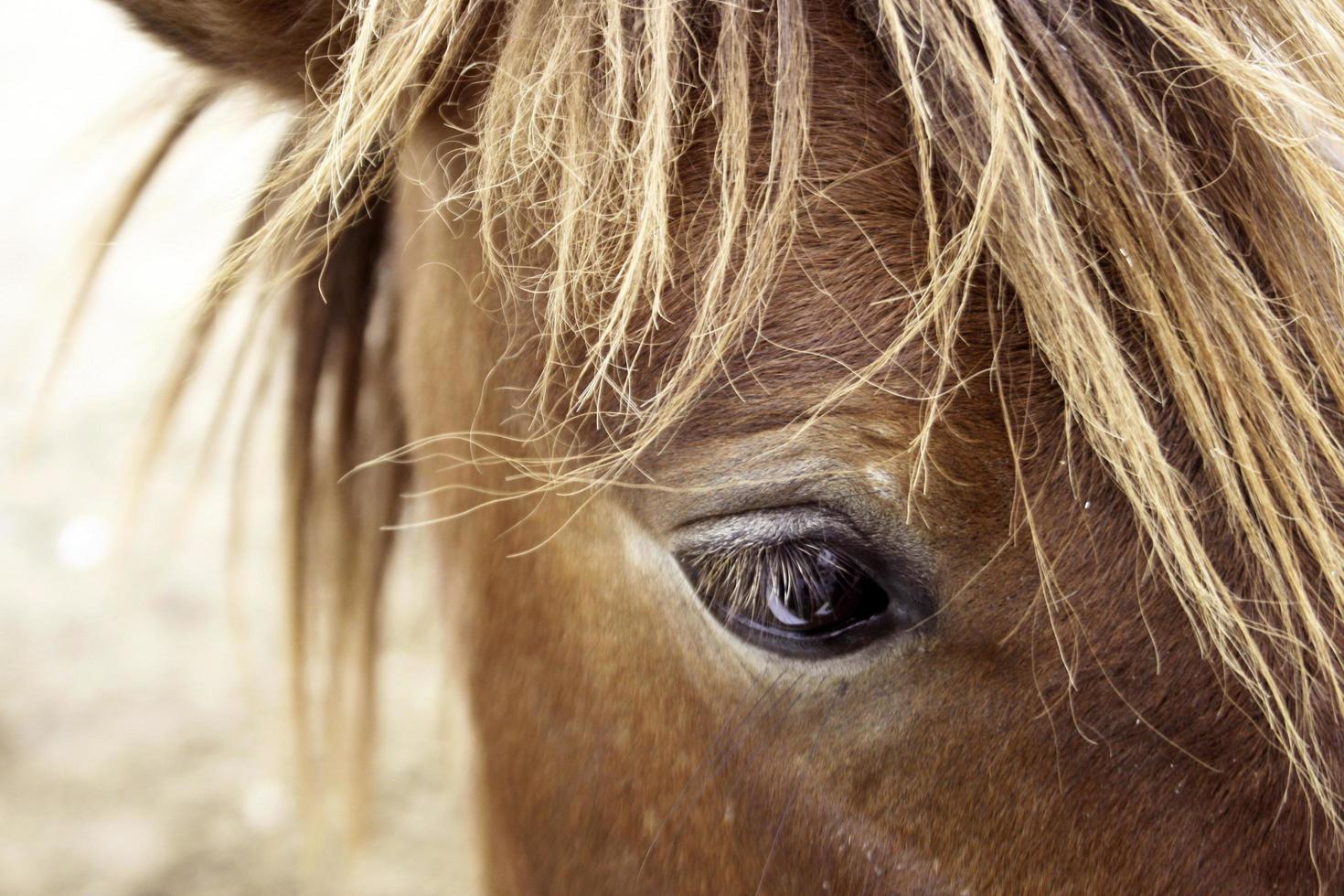 primo piano di un occhio di cavallo foto