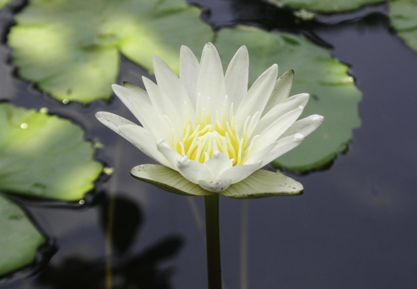 fiore bianco e giallo foto