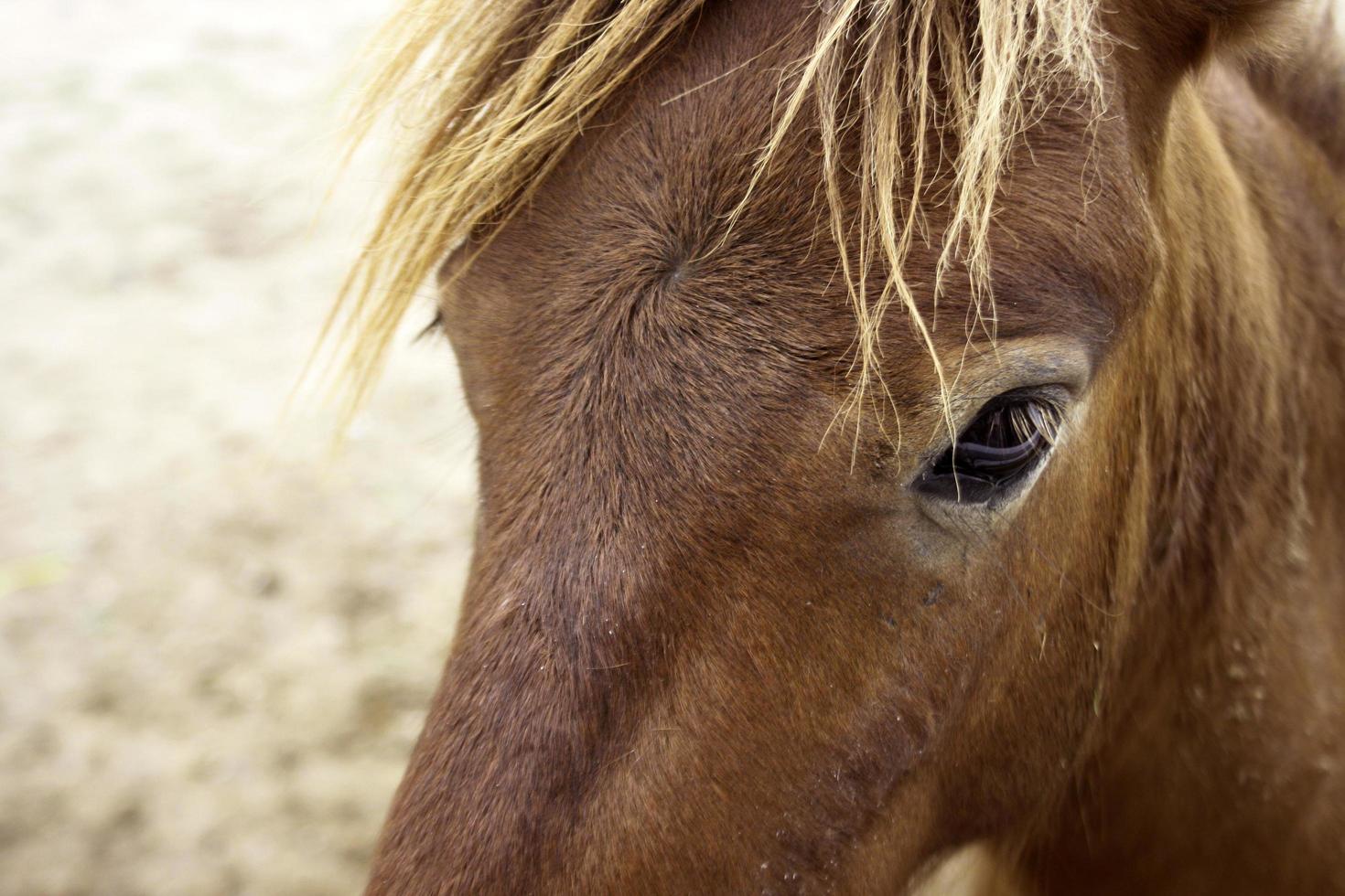 primo piano del cavallo marrone foto