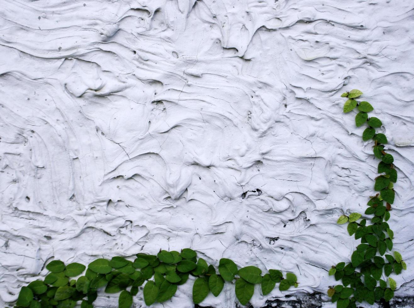 rampicante verde sul muro di cemento foto