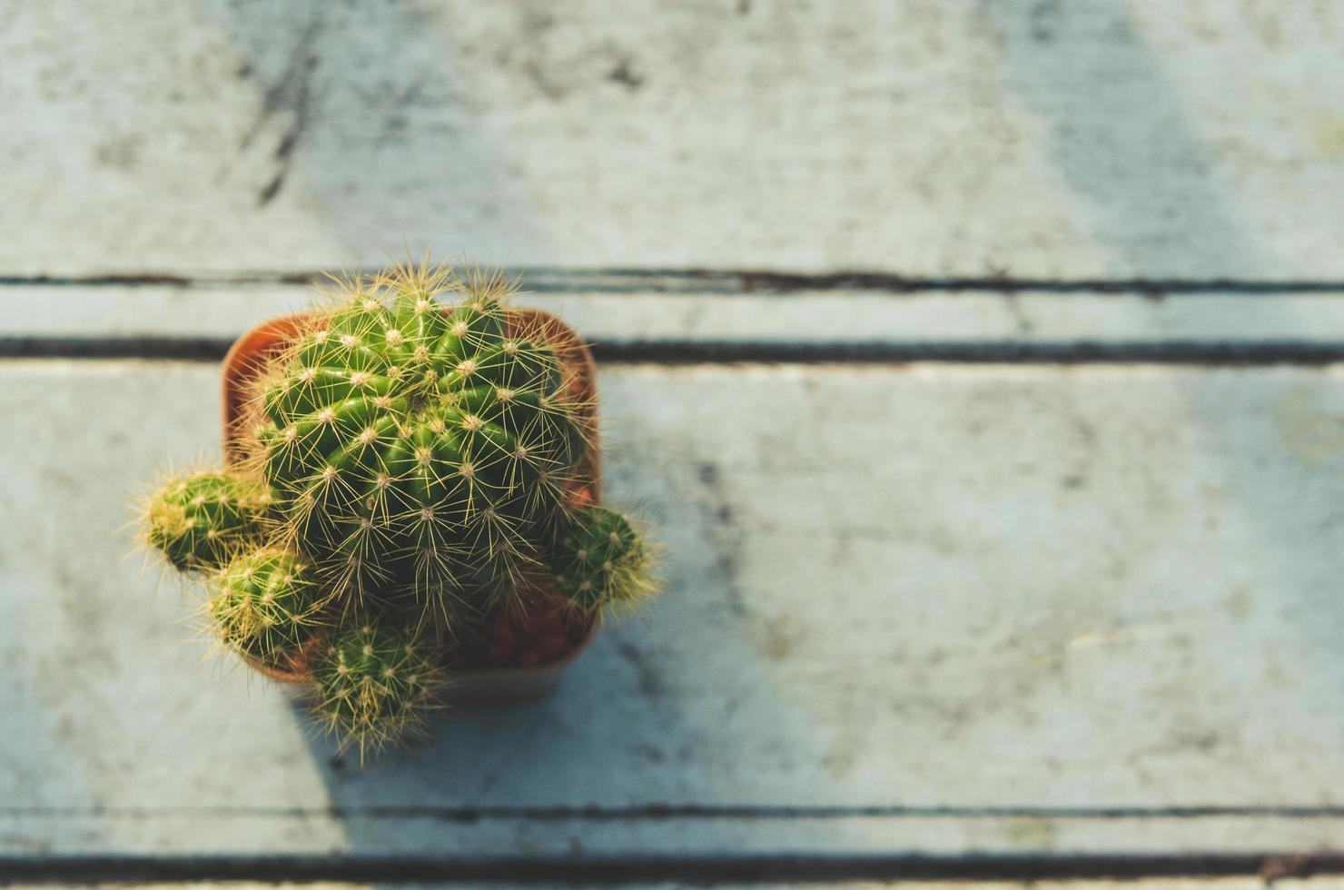 cactus dall'alto foto