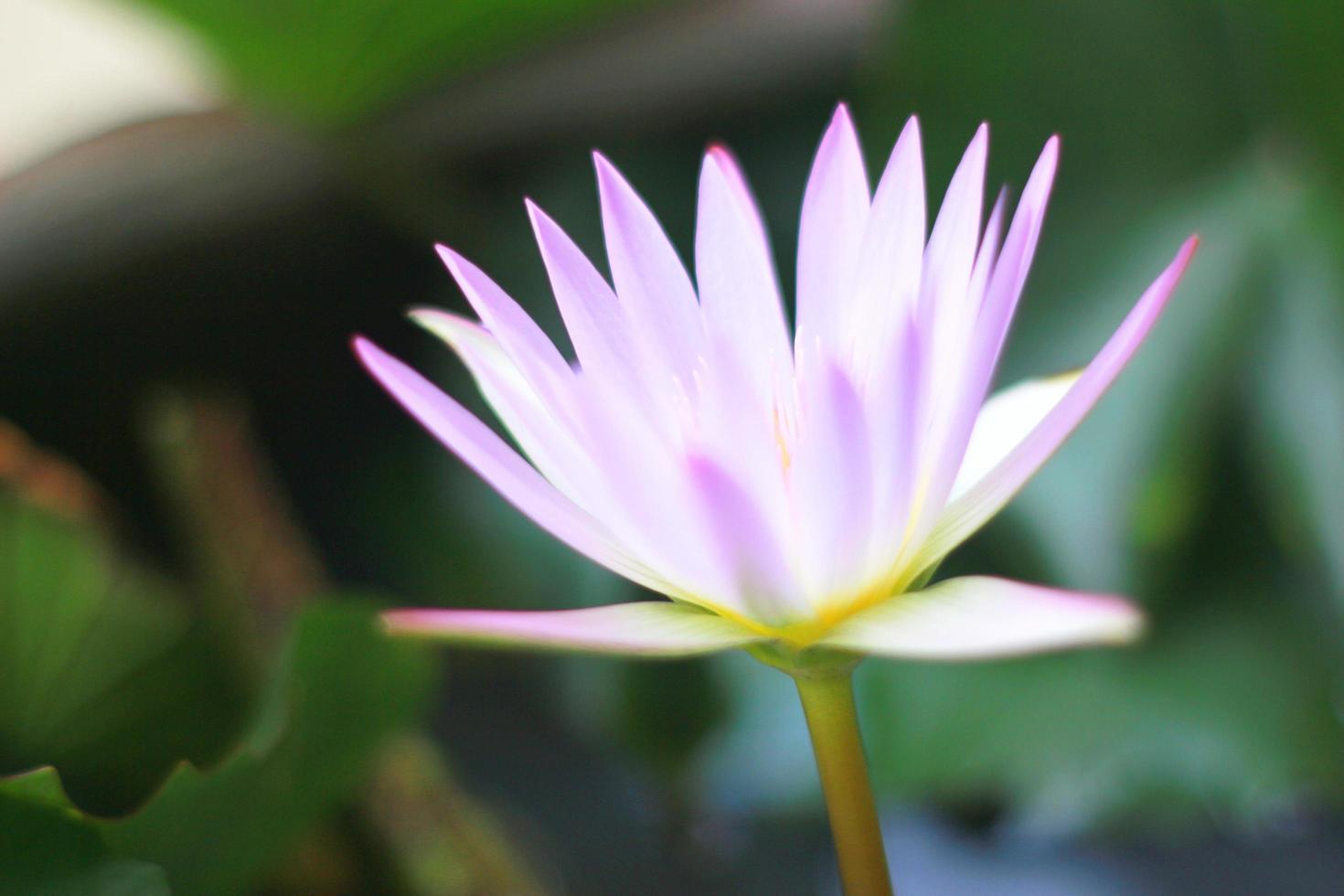 primo piano del loto viola foto