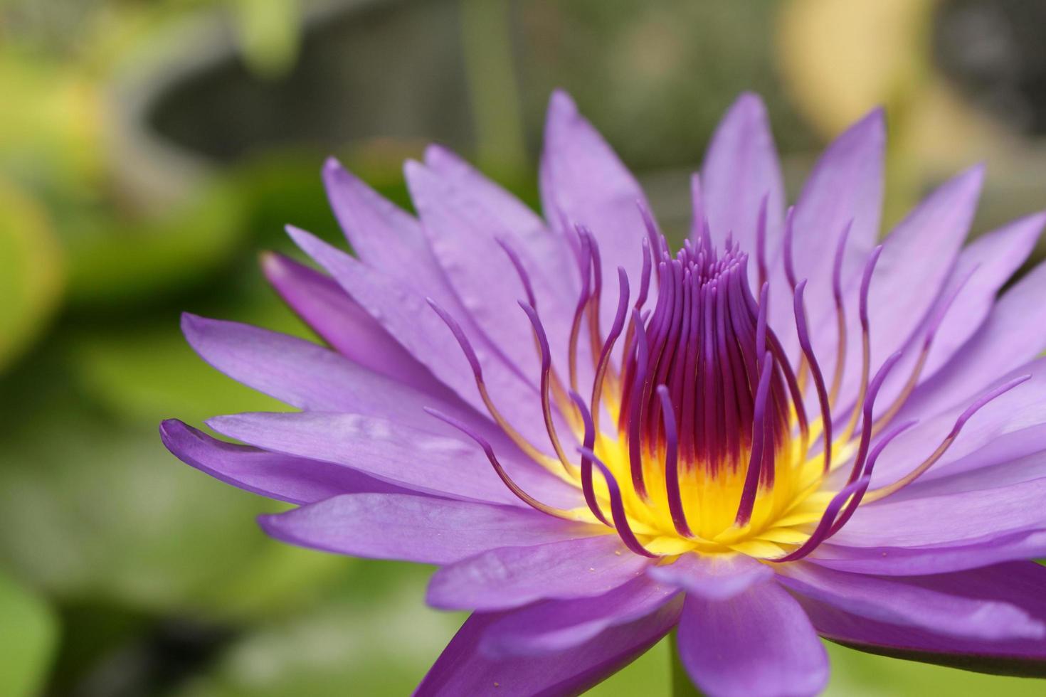 primo piano giallo e viola ninfea foto