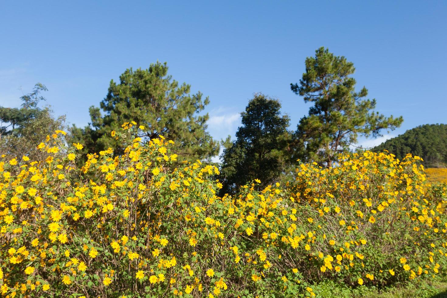 fiori gialli sulla montagna foto