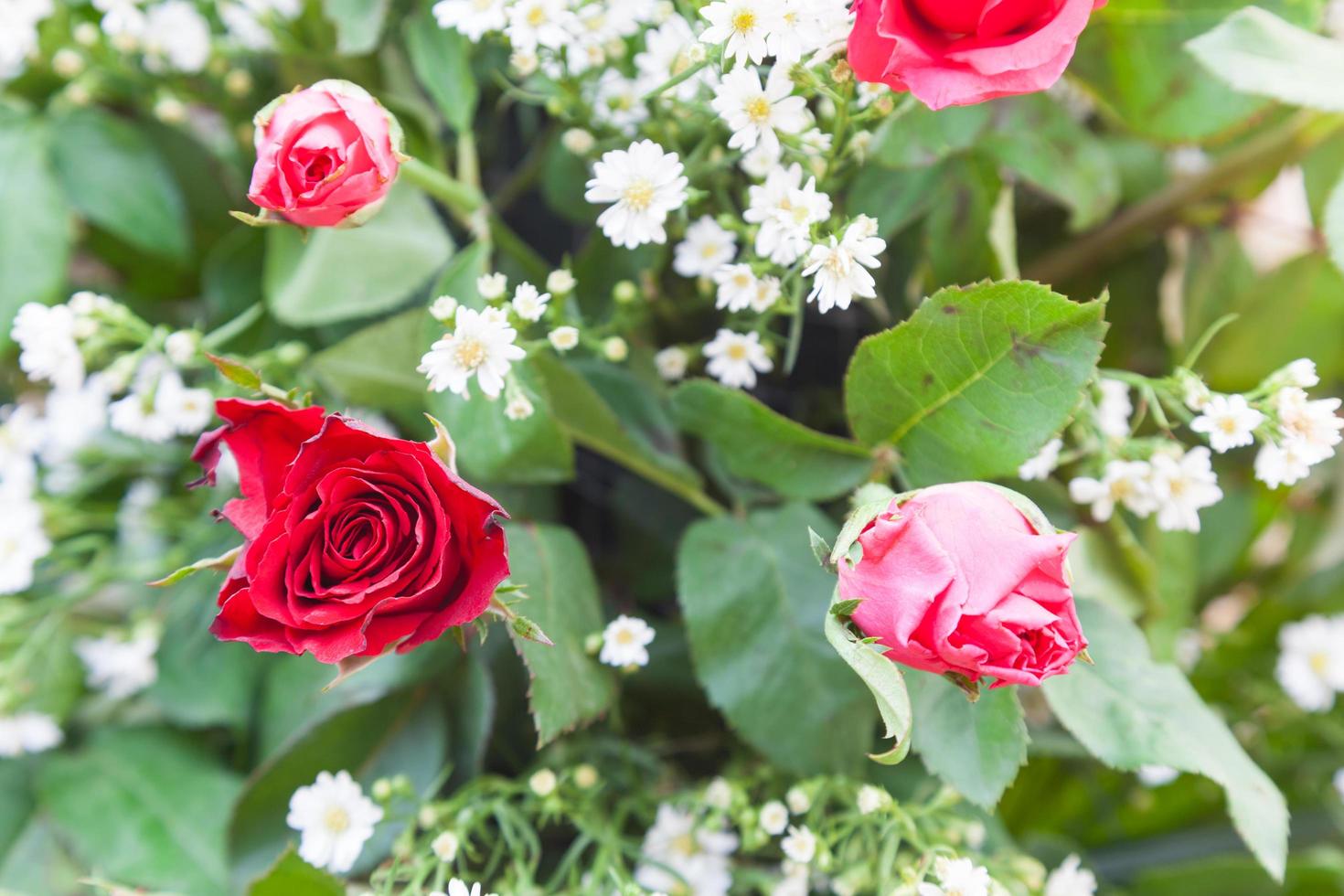 bouquet di rose rosse foto