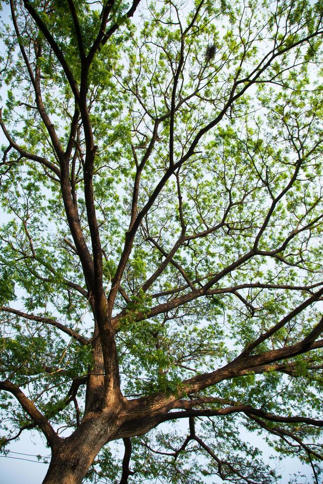 rami di un grande albero foto