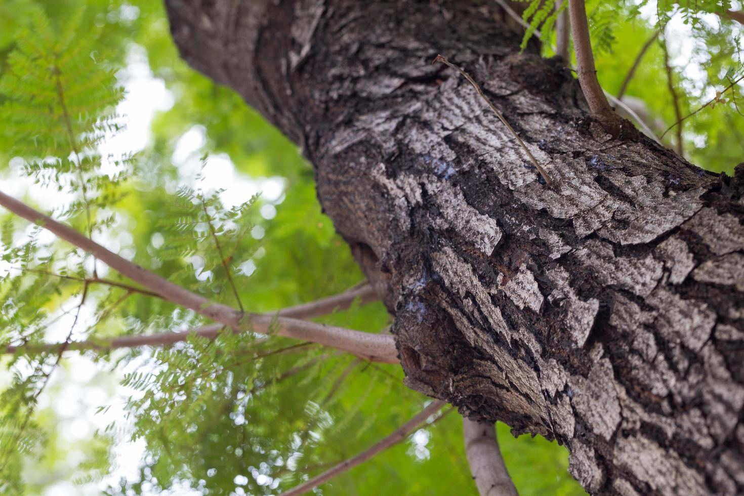 sotto l'albero foto