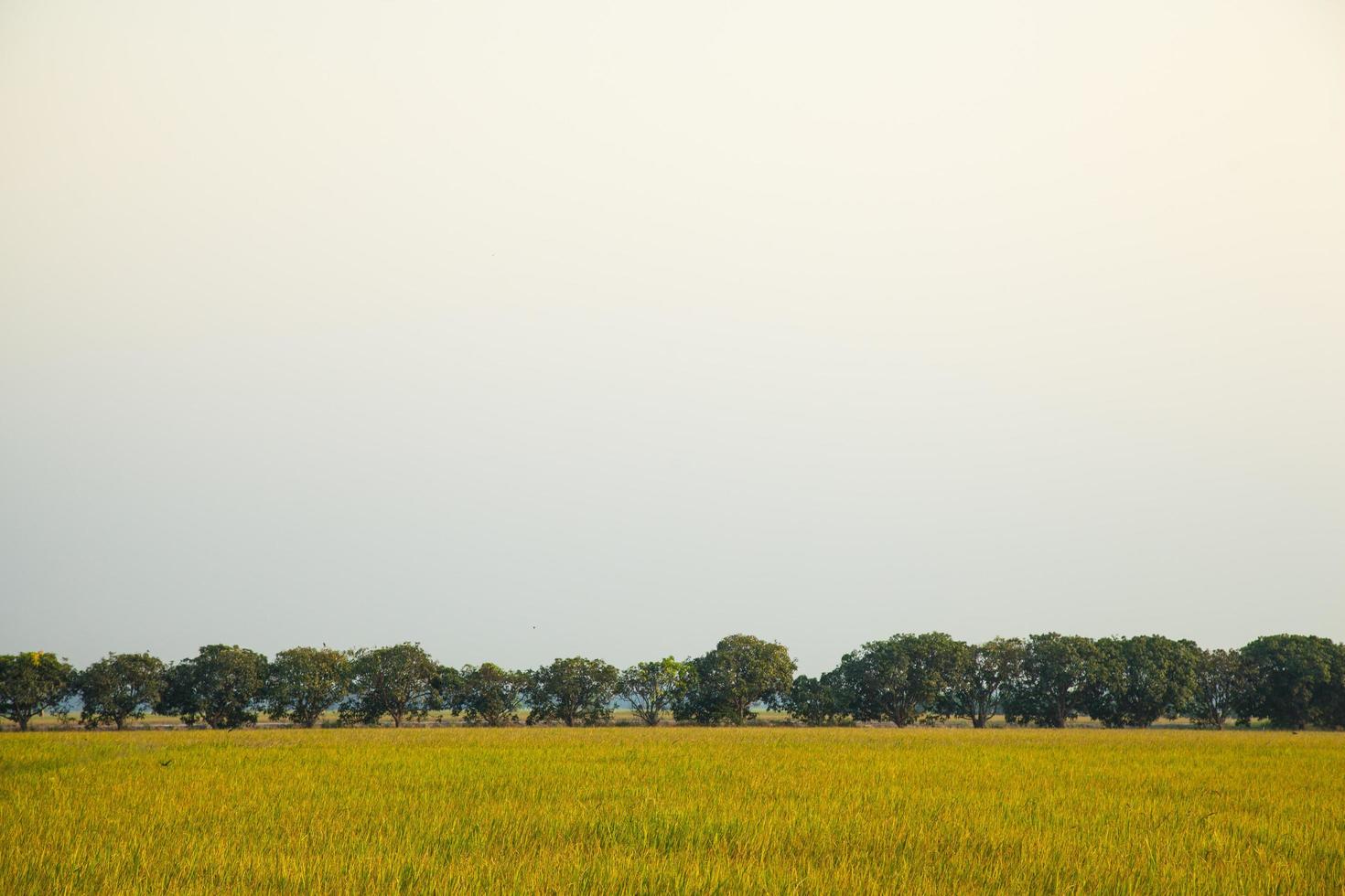 alberi di mango sul campo di riso foto