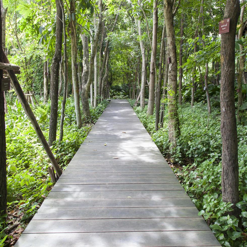 passerella in legno nel parco foto