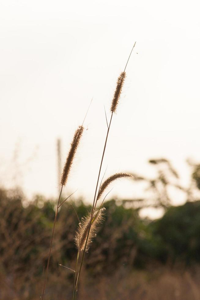 fiore d'erba foto