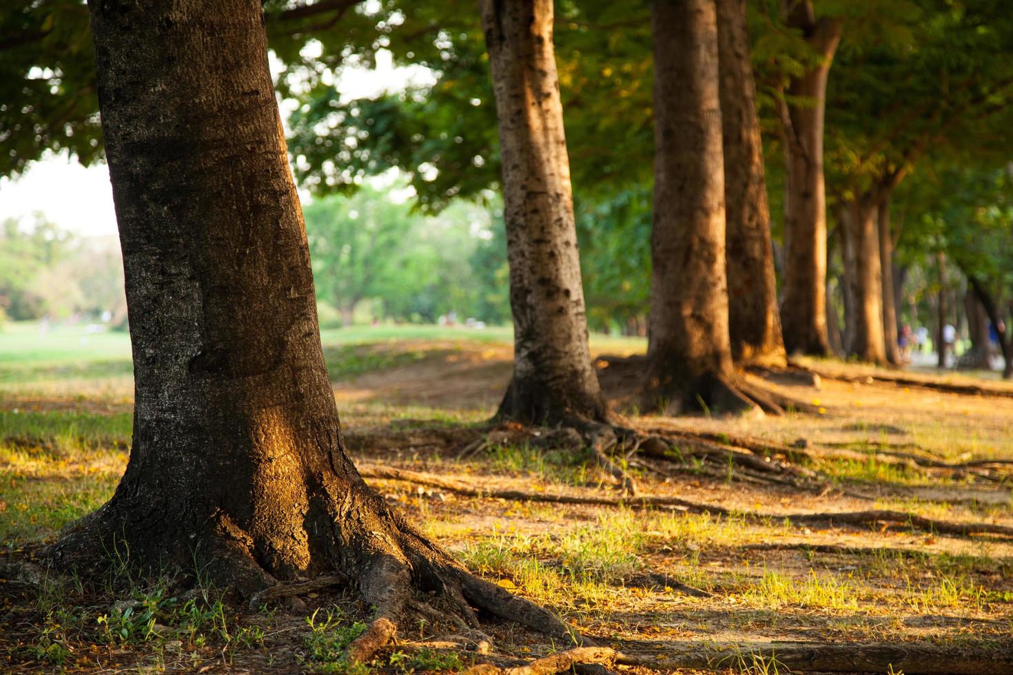 alberi in fila foto