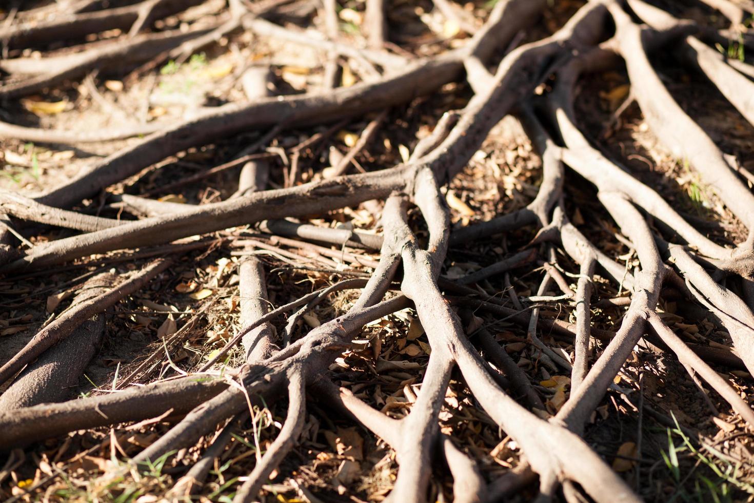 radici di un albero foto