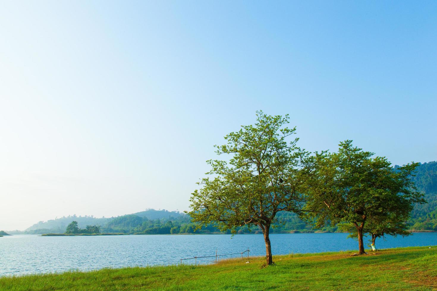 alberi in riva al lago foto