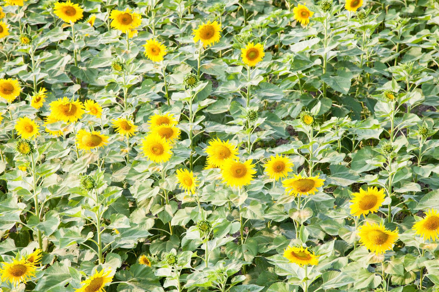 girasole sul campo di girasole foto