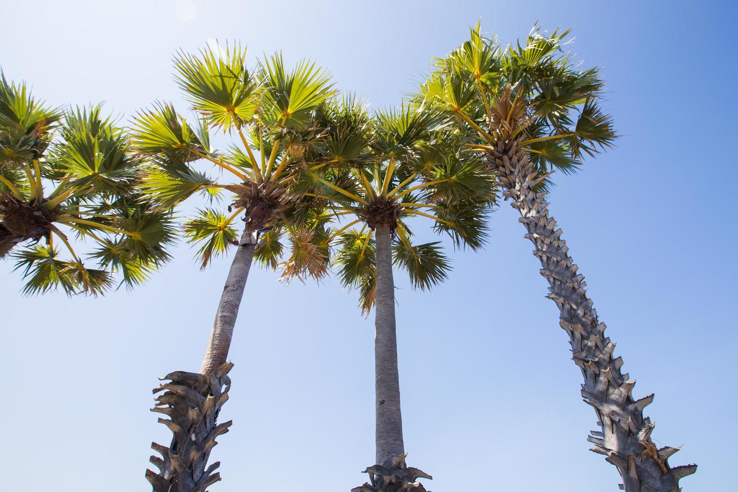 palme da zucchero in riva al mare foto