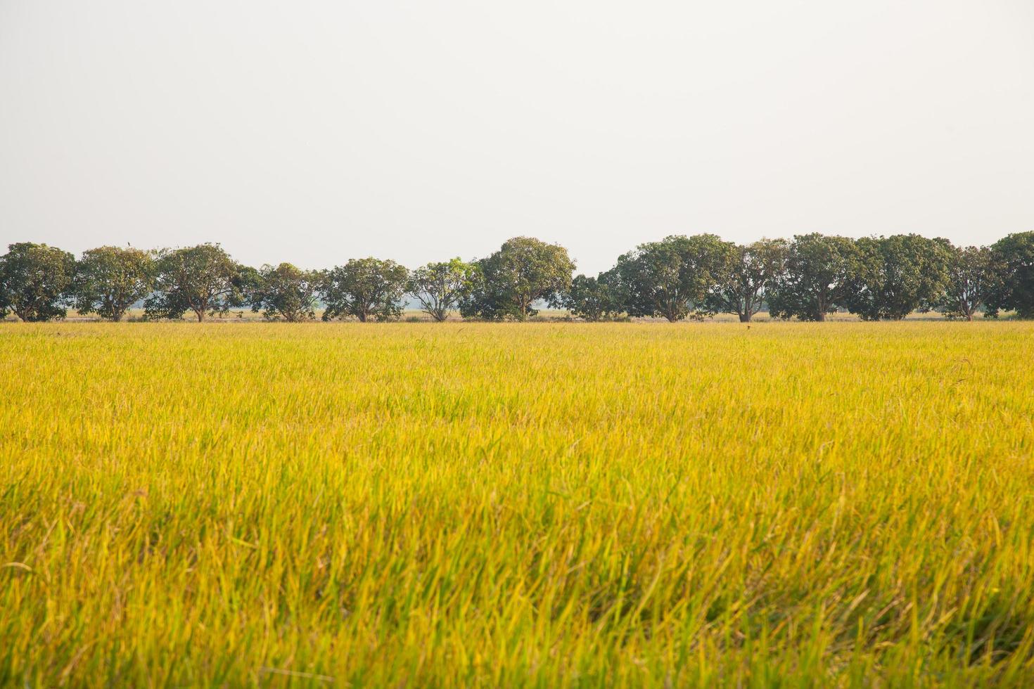 alberi di mango sul campo di riso foto