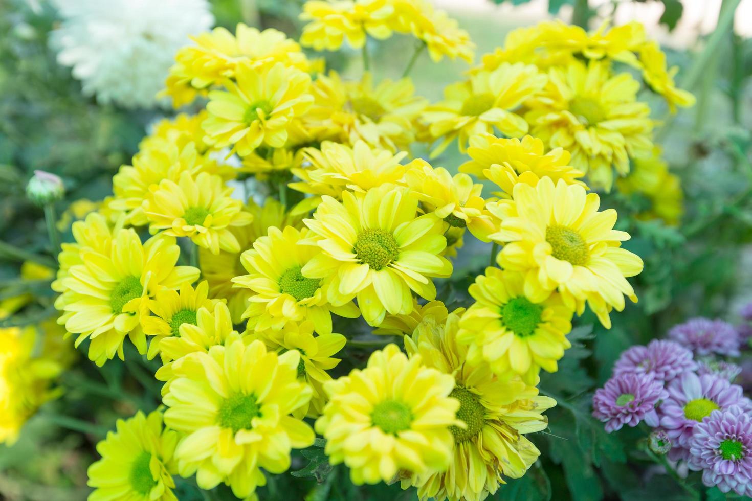 fiori gialli in giardino foto